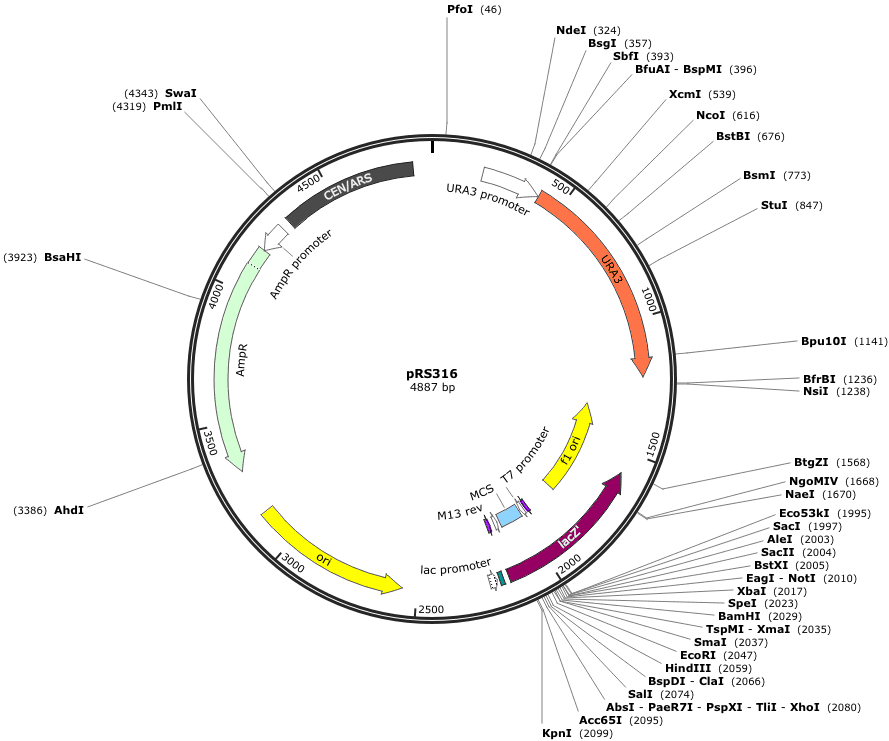 pRS316载体图谱