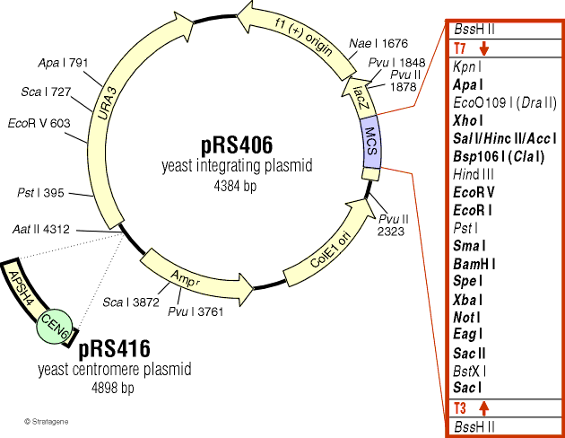 pRS406载体图谱