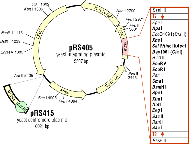 pRS415载体图谱