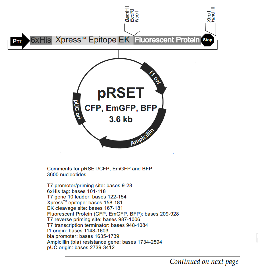 pRSET-CFP载体图谱