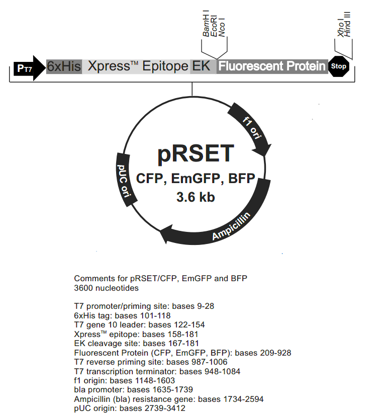pRSET-EmGFP载体图谱