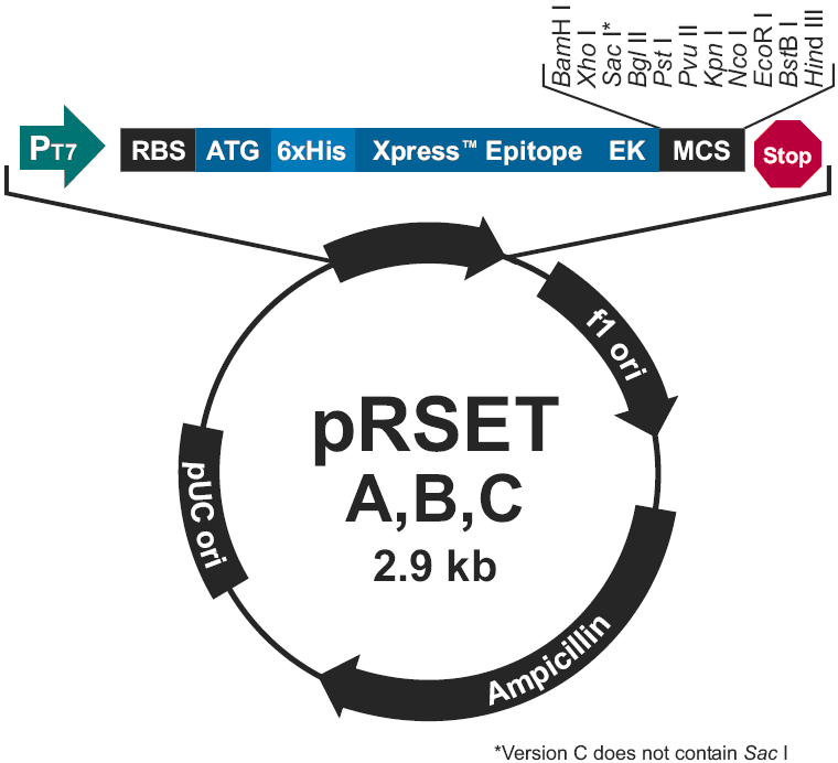 pRSET A载体图谱