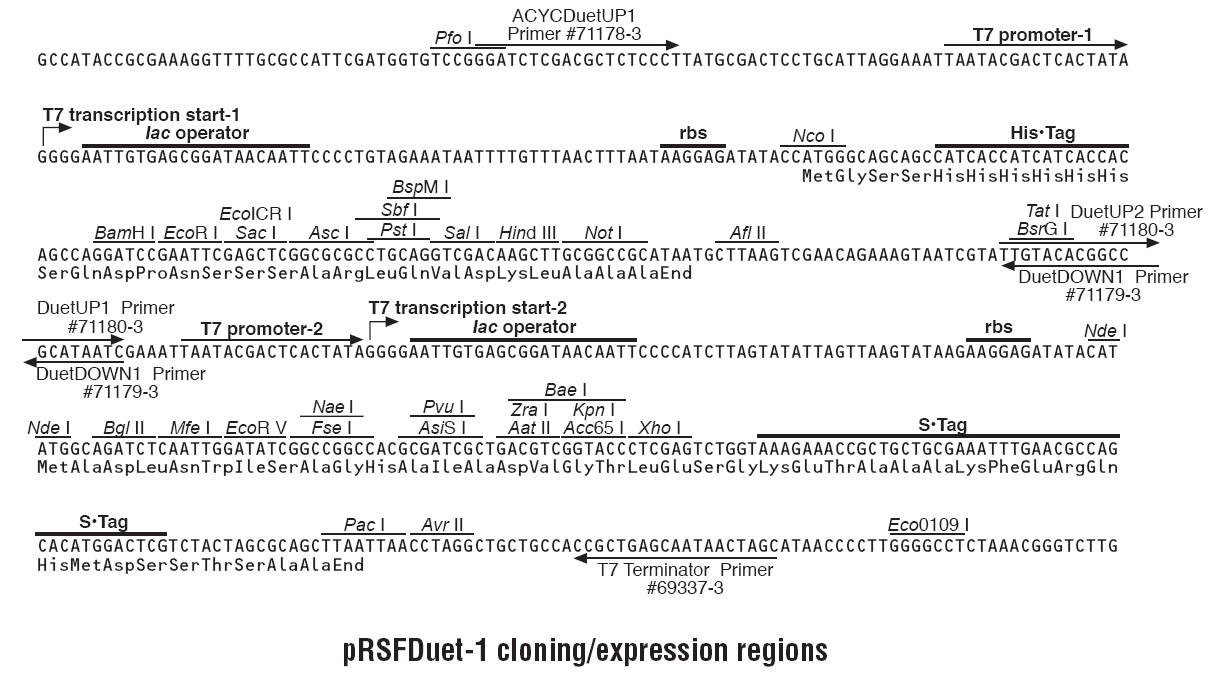 pRSFDuet-1多克隆位点