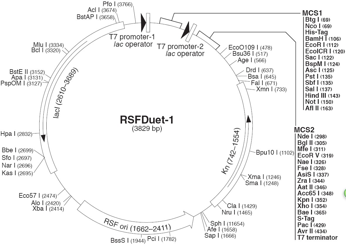 pRSFDuet-1载体图谱