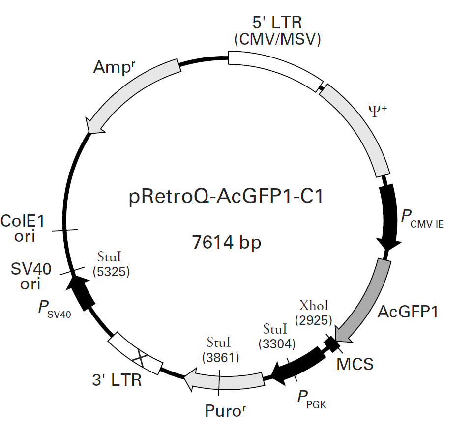 pRetroQ-AcGFP1-C1載體圖譜