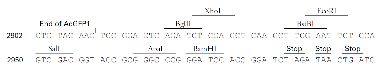 pRetroQ-AcGFP1-C1多克隆位點