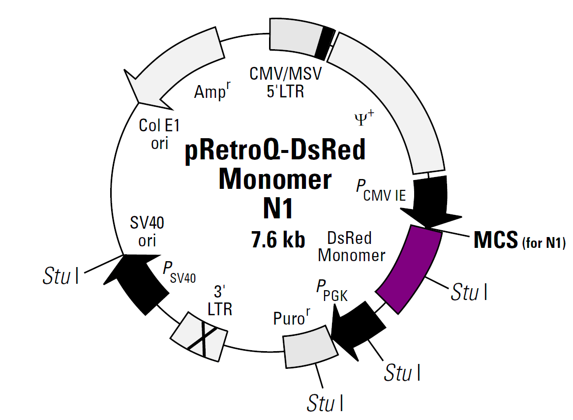 pRetroQ-DsRed-Monomer-N1載體圖譜