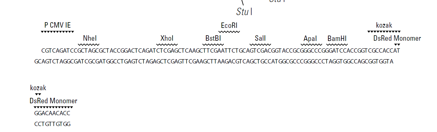 pRetroQ-DsRed-Monomer-N1多克隆位點
