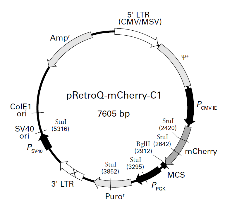 pRetroQ-mCherry-C1載體圖譜