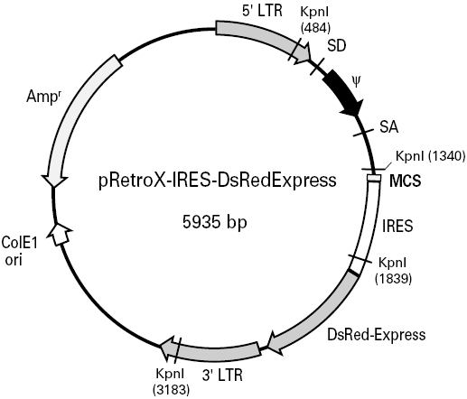 pRetroX-IRES-DsRed Express载体图谱