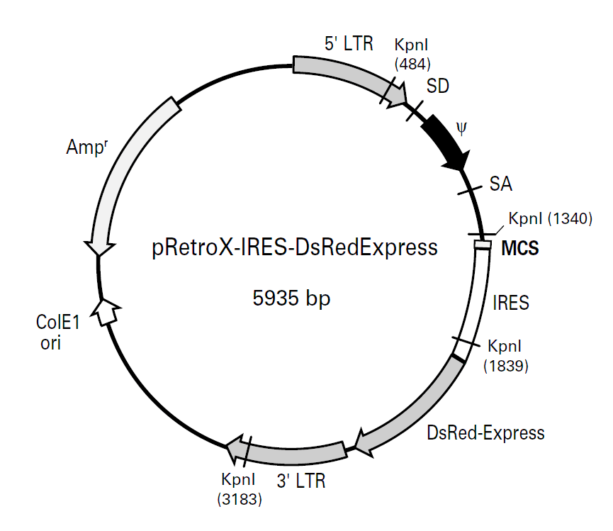 pRetroX-IRES-DsRedExpress载体图谱