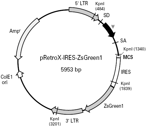 pRetroX-IRES-ZsGreen1载体图谱