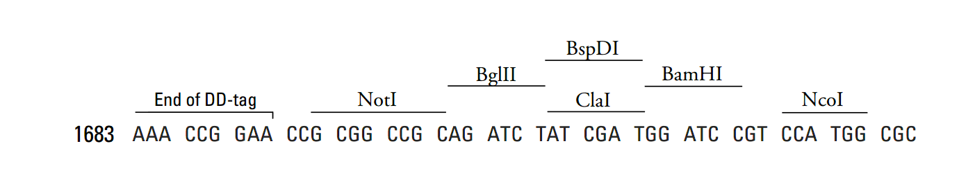 pRetroX-PTuner 多克隆位點(diǎn)