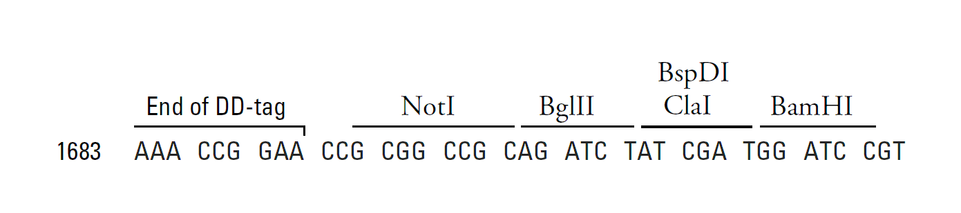 pRetroX-PTuner IRES 多克隆位點(diǎn)