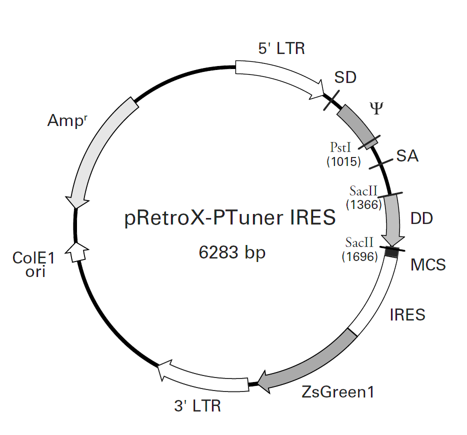 pRetroX-PTuner IRES載體圖譜