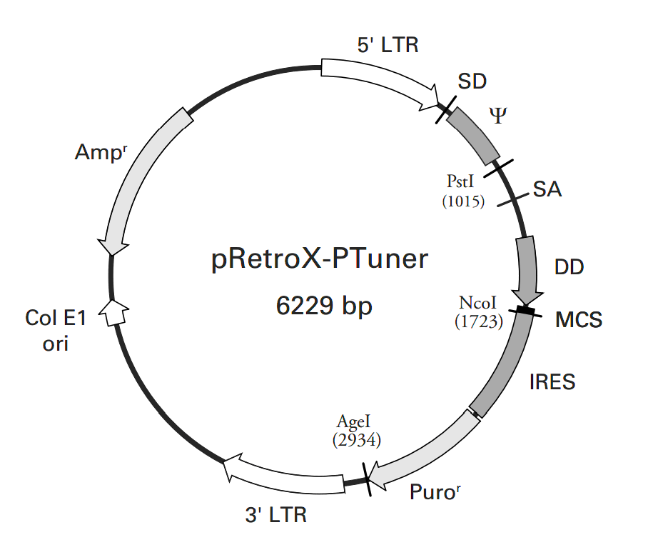 pRetroX-PTuner載體圖譜