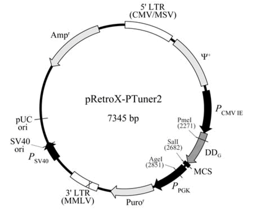 pRetroX-PTuner2载体图谱