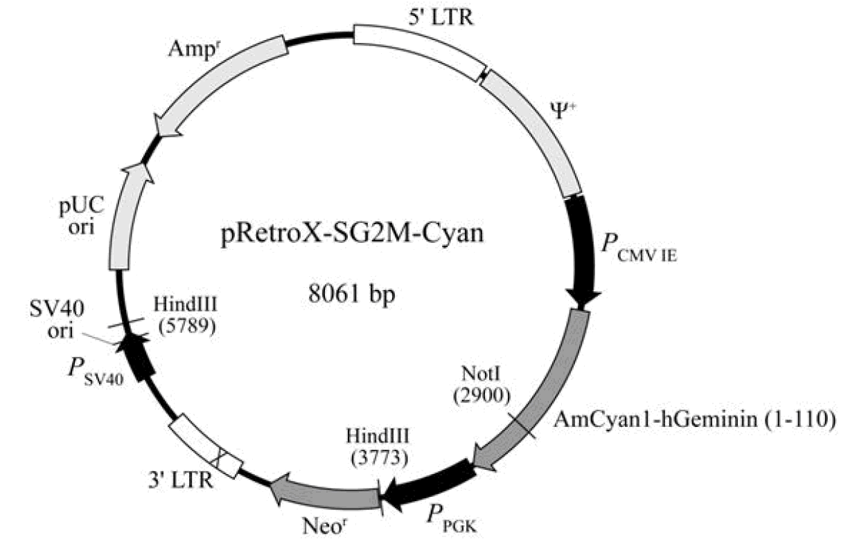 pRetroX-SG2M-Cyan载体图谱
