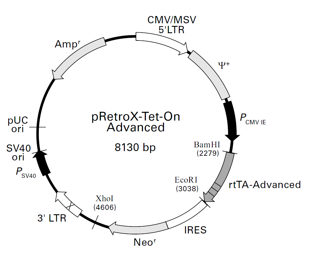 pRetroX-Tet-On Advanced載體圖譜