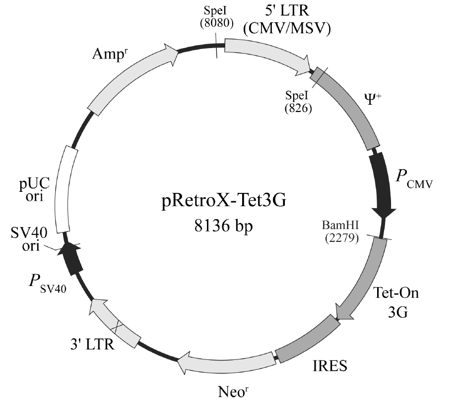 pRetroX-Tet3G载体图谱