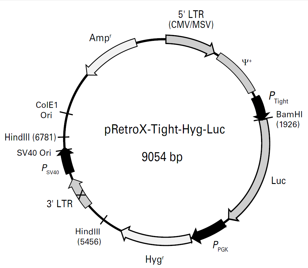 pRetroX-Tight-Hyg-Luc载体图谱