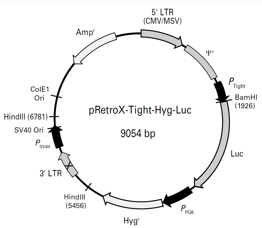 pRetroX-Tight-Hyg-Luc載體圖譜