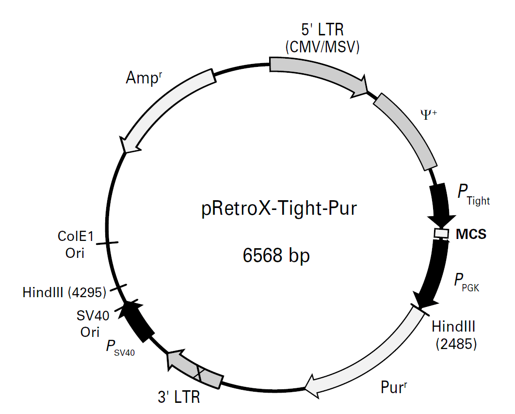 pRetroX-Tight-Pur载体图谱