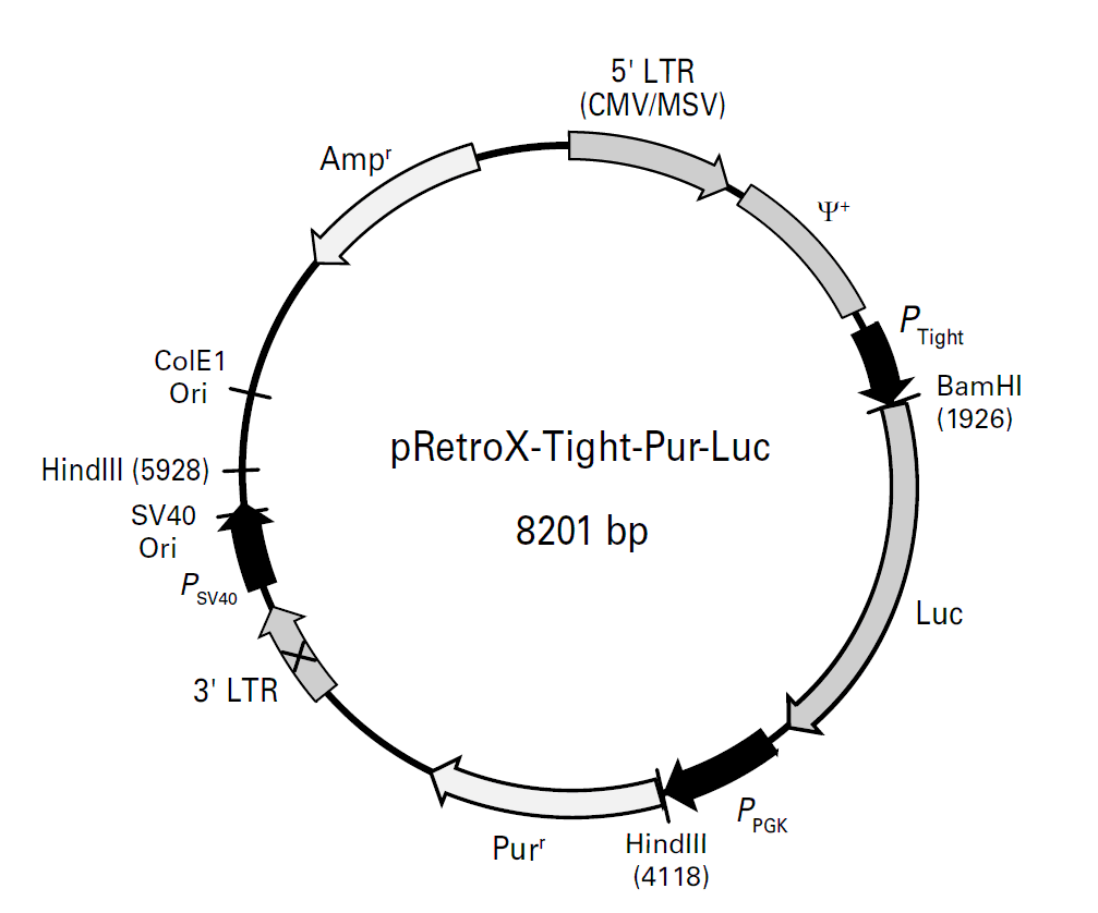 pRetroX-Tight-Pur-Luc载体图谱