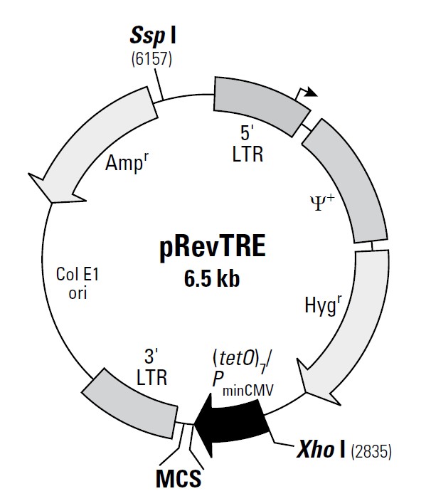 pRevTRE载体图谱