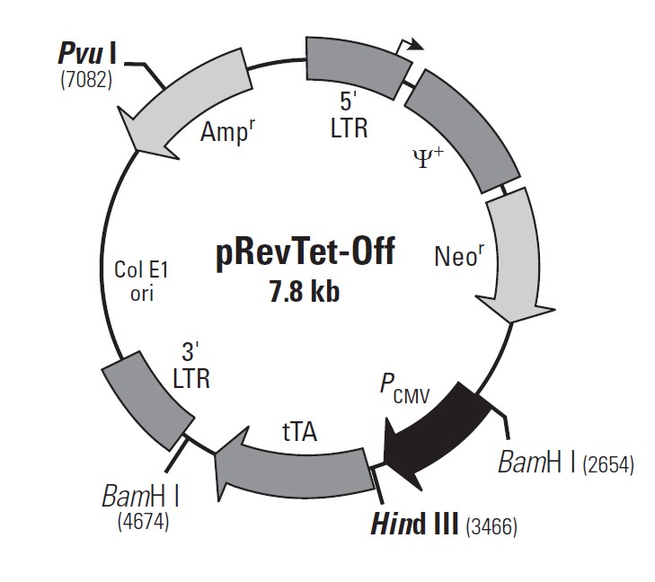 pRevTet-Off载体图谱