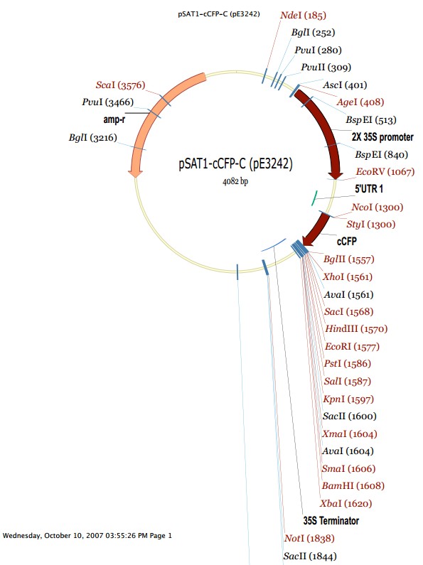 pSAT1-cCFP-C载体图谱