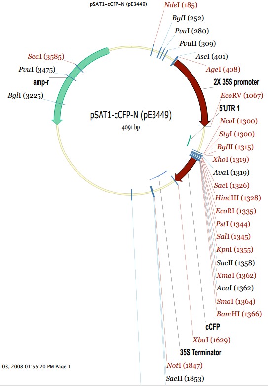 pSAT1-cCFP-N载体图谱