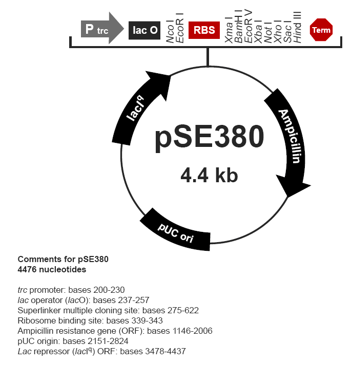 pSE380載體圖譜