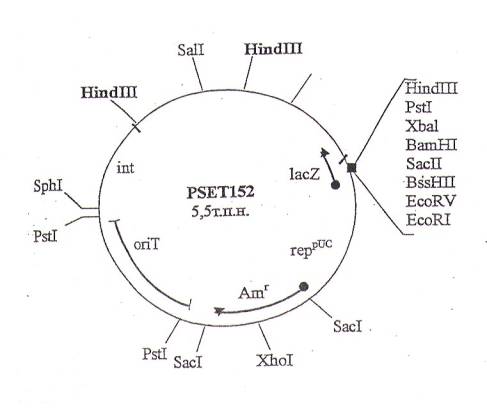 pset152載體圖譜