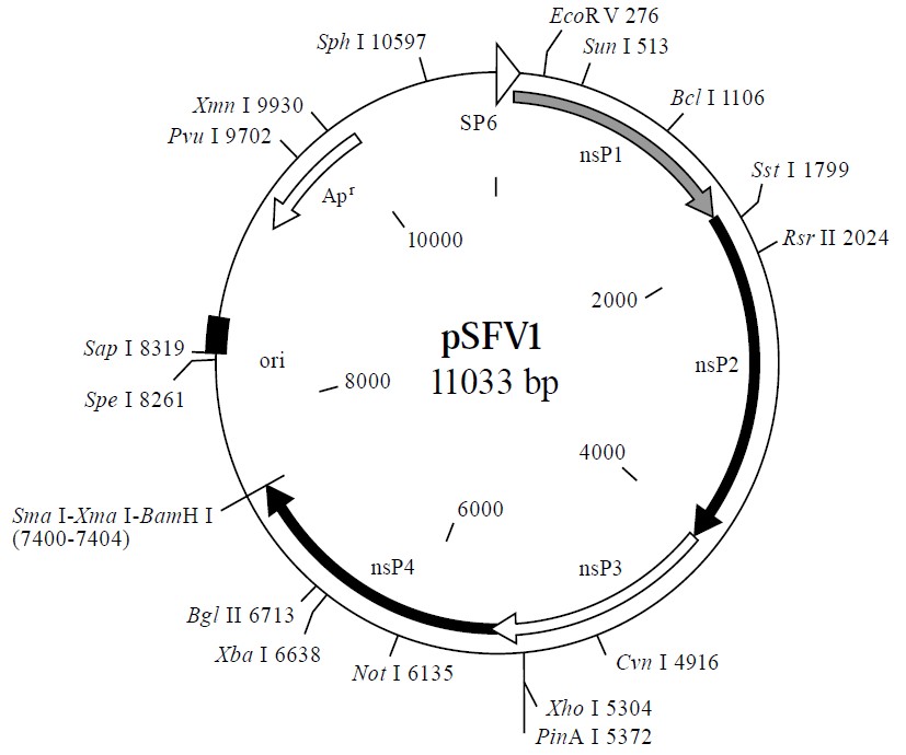 pSFV1载体图谱