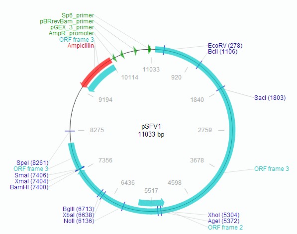 pSFV1載體特征