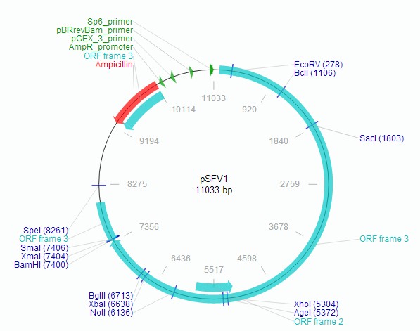 pSFV1载体特征
