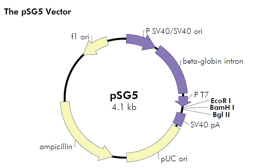 pSG5载体图谱