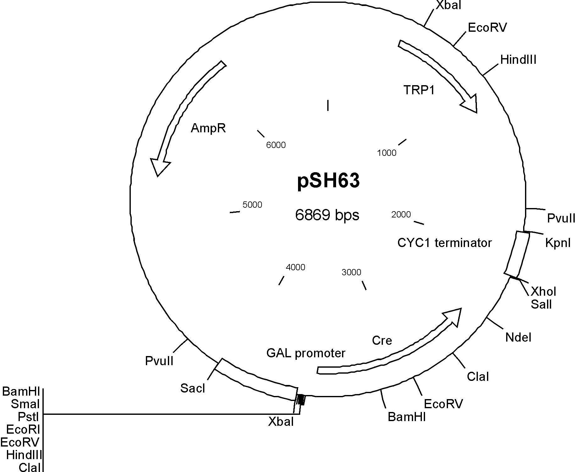 pSH63载体图谱