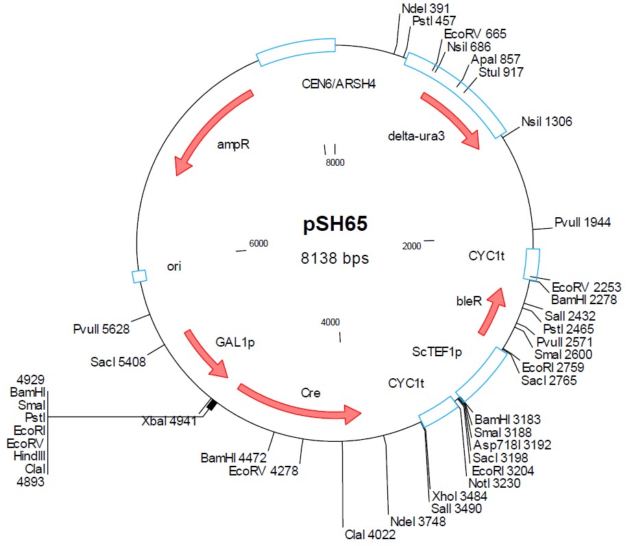 pSH65载体图谱