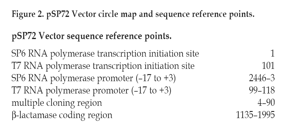 pSP72 载体特征