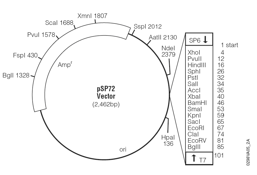 pSP72载体图谱
