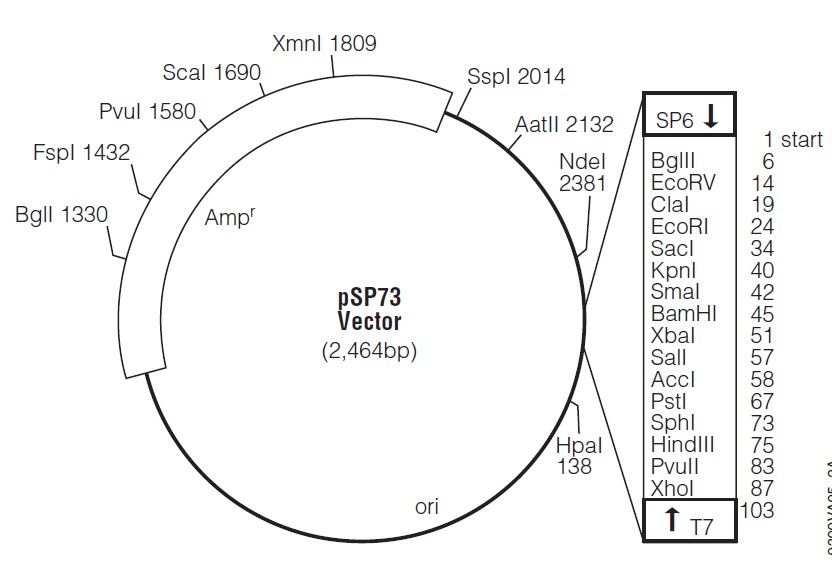 pSP73载体图谱