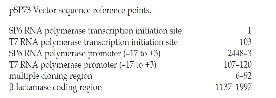 pSP73载体特征
