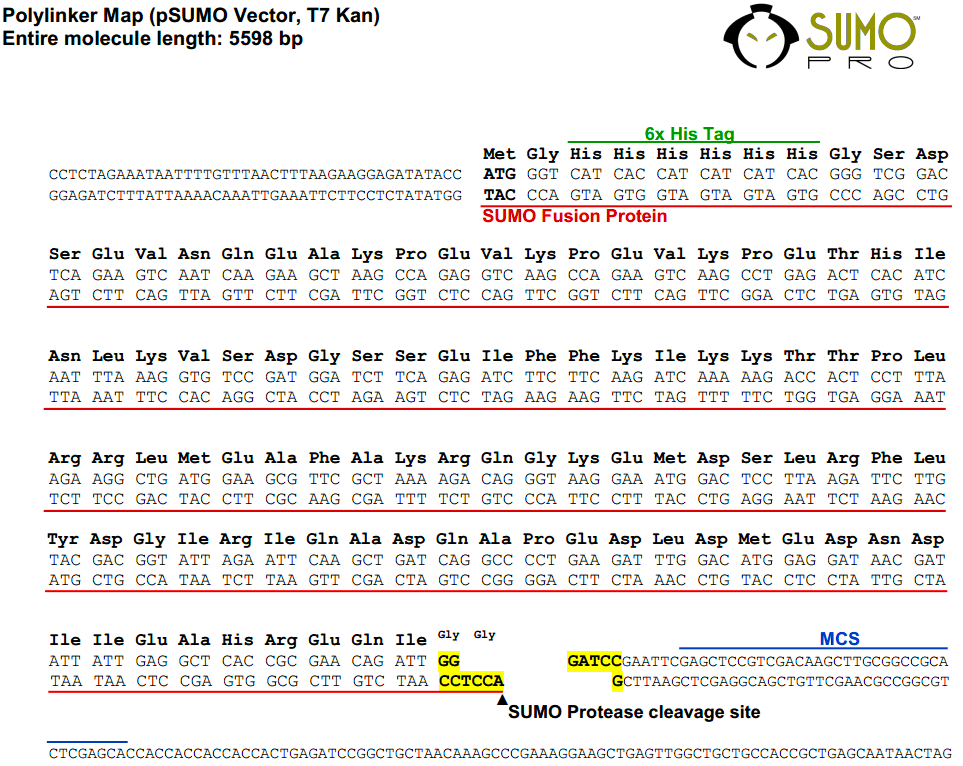 pSUMO多克隆位点