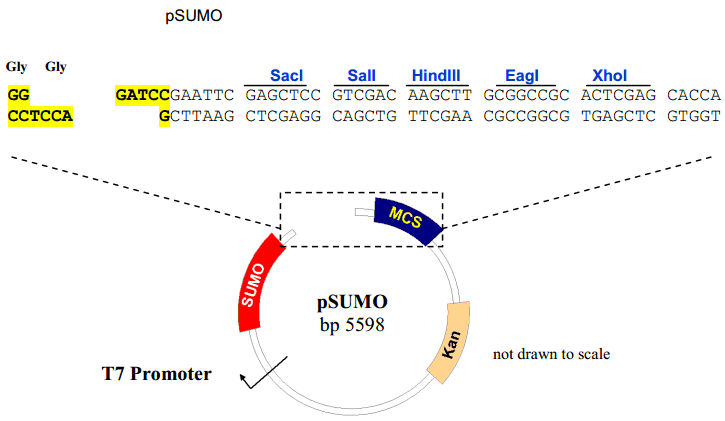 pSUMO载体图谱