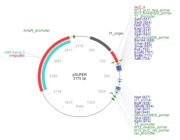 pSUPER载体图谱