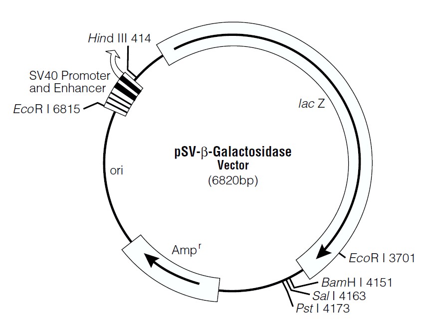 pSV-Beta-Gal载体图谱