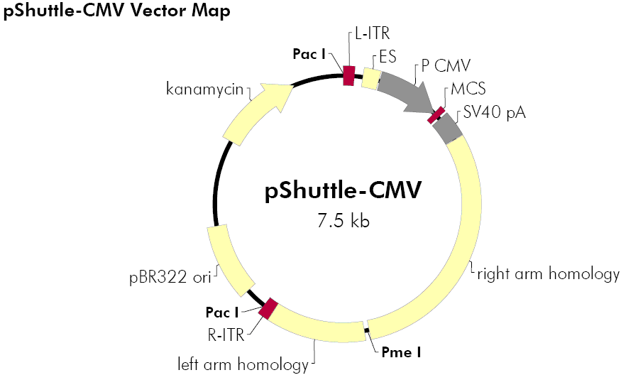 pShuttle-CMV载体图谱