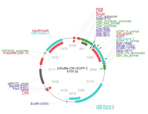 pShuttle-CMV-EGFP-C载体图谱